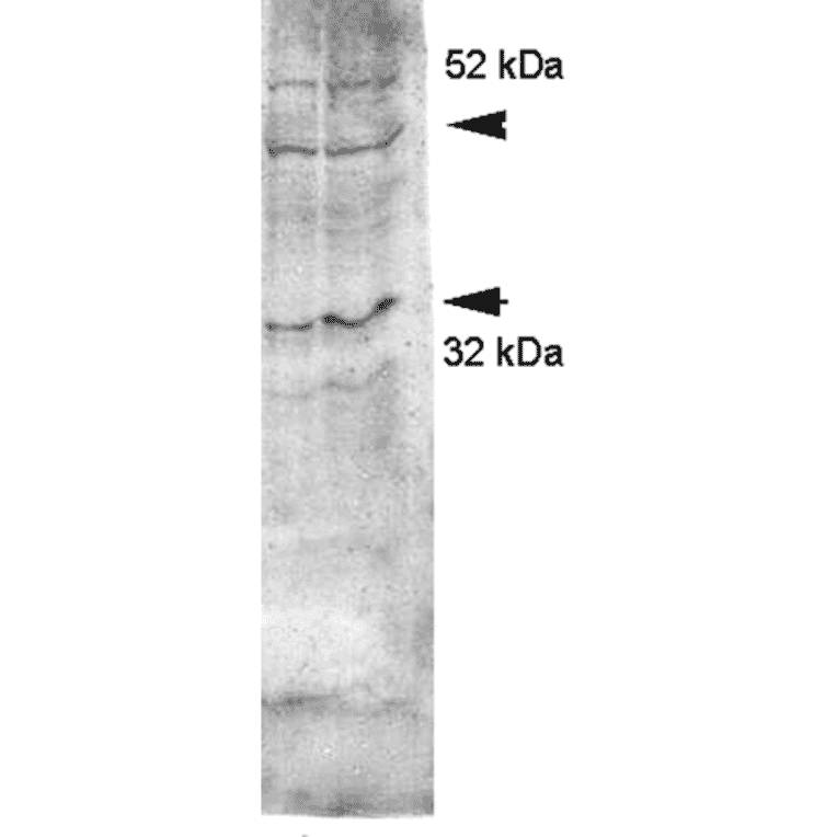 Western Blot - Anti-Aquaporin 4 Antibody (A304990) - Antibodies.com