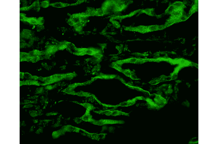Immunohistochemistry - Anti-Aquaporin 4 Antibody (A304990) - Antibodies.com
