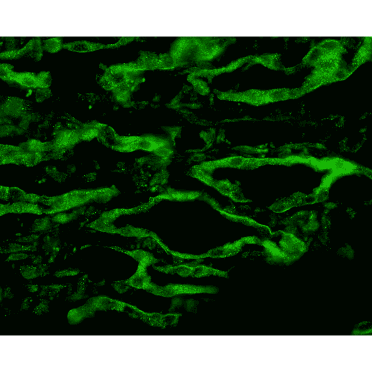 Immunohistochemistry - Anti-Aquaporin 4 Antibody (A304990) - Antibodies.com