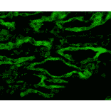 Immunohistochemistry - Anti-Aquaporin 4 Antibody (A304990) - Antibodies.com