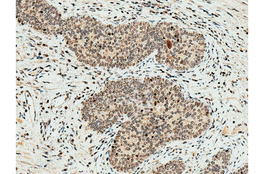 Immunohistochemistry - Anti-HO-2 Antibody (A304991) - Antibodies.com