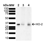 Western Blot - Anti-HO-2 Antibody (A304991) - Antibodies.com