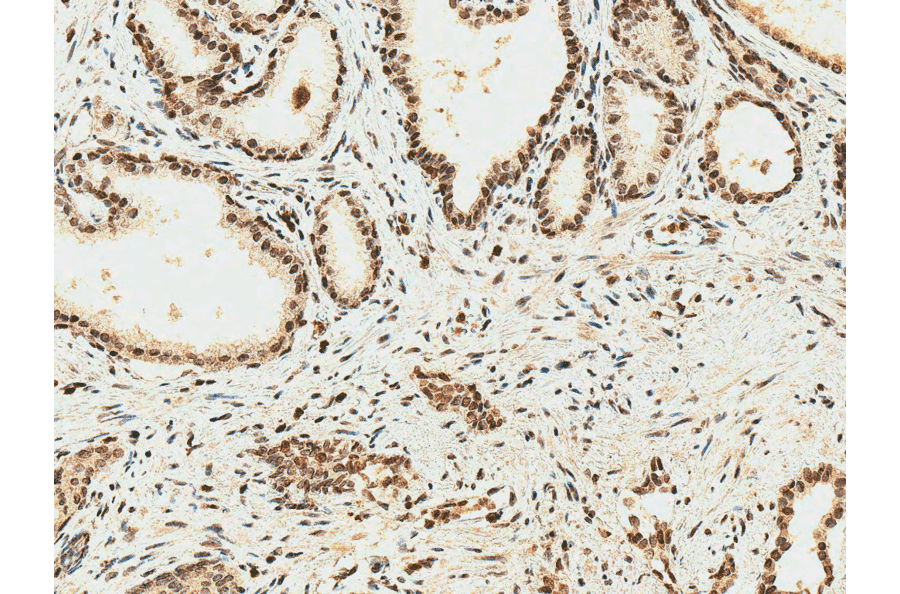 Immunohistochemistry - Anti-HO-2 Antibody (A304991) - Antibodies.com