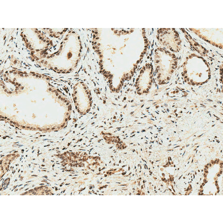 Immunohistochemistry - Anti-HO-2 Antibody (A304991) - Antibodies.com