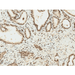 Immunohistochemistry - Anti-HO-2 Antibody (A304991) - Antibodies.com