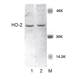 Western Blot - Anti-HO-2 Antibody (A304992) - Antibodies.com
