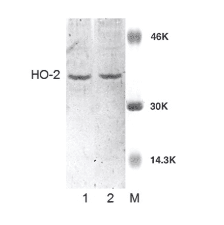 Western Blot - Anti-HO-2 Antibody (A304992) - Antibodies.com