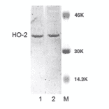 Western Blot - Anti-HO-2 Antibody (A304992) - Antibodies.com