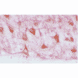 Immunohistochemistry - Anti-HO-2 Antibody (A304992) - Antibodies.com