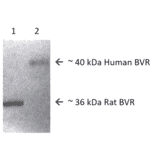 Western Blot - Anti-BVR Antibody (A304993) - Antibodies.com
