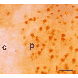 Immunohistochemistry - Anti-BVR Antibody (A304993) - Antibodies.com