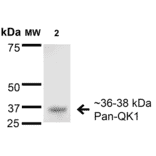 Western Blot - Anti-QKI Antibody [S147-6] (A304994) - Antibodies.com