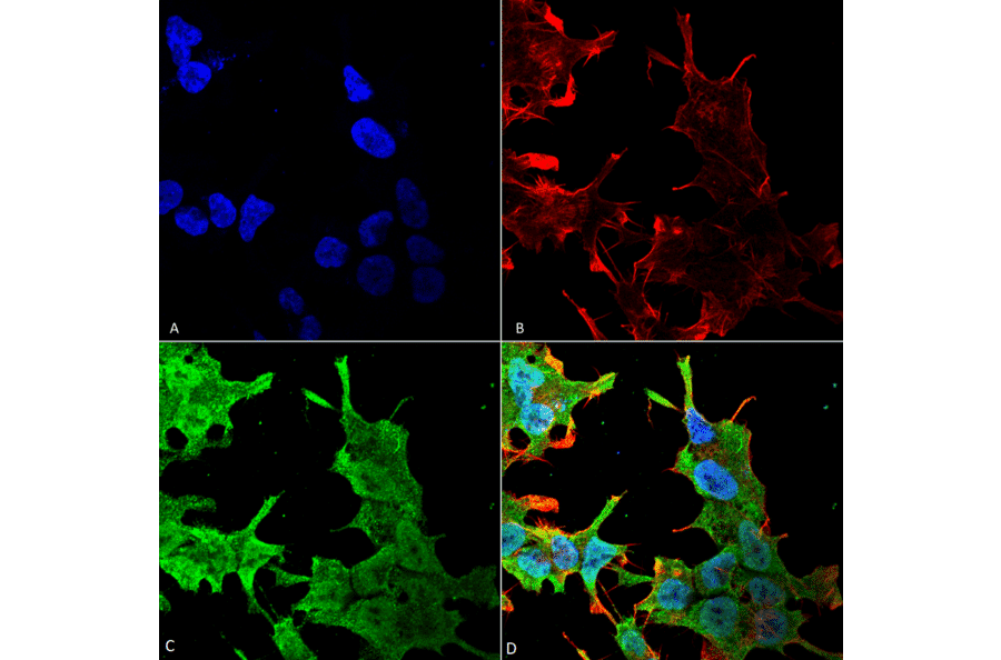 Immunocytochemistry/Immunofluorescence - Anti-QKI Antibody [S147-6] (A304994) - Antibodies.com