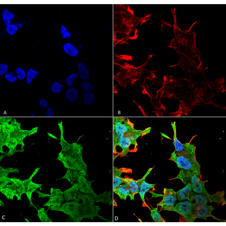 Immunocytochemistry/Immunofluorescence - Anti-QKI Antibody [S147-6] (A304994) - Antibodies.com