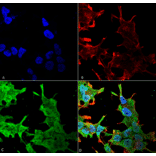 Immunocytochemistry/Immunofluorescence - Anti-QKI Antibody [S147-6] (A304994) - Antibodies.com
