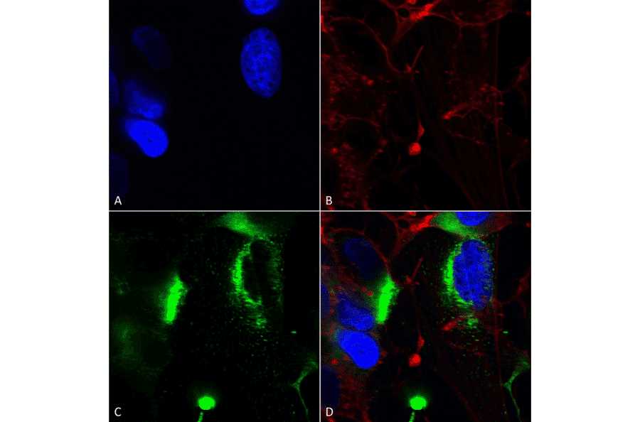 Immunocytochemistry/Immunofluorescence - Anti-QKI Antibody [S147-6] (A304994) - Antibodies.com