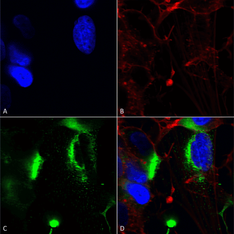 Immunocytochemistry/Immunofluorescence - Anti-QKI Antibody [S147-6] (A304994) - Antibodies.com