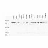 Western Blot - Anti-AHA1 Antibody (A304995) - Antibodies.com