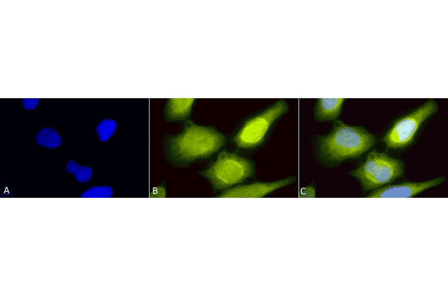 Immunocytochemistry/Immunofluorescence - Anti-AHA1 Antibody (A304995) - Antibodies.com
