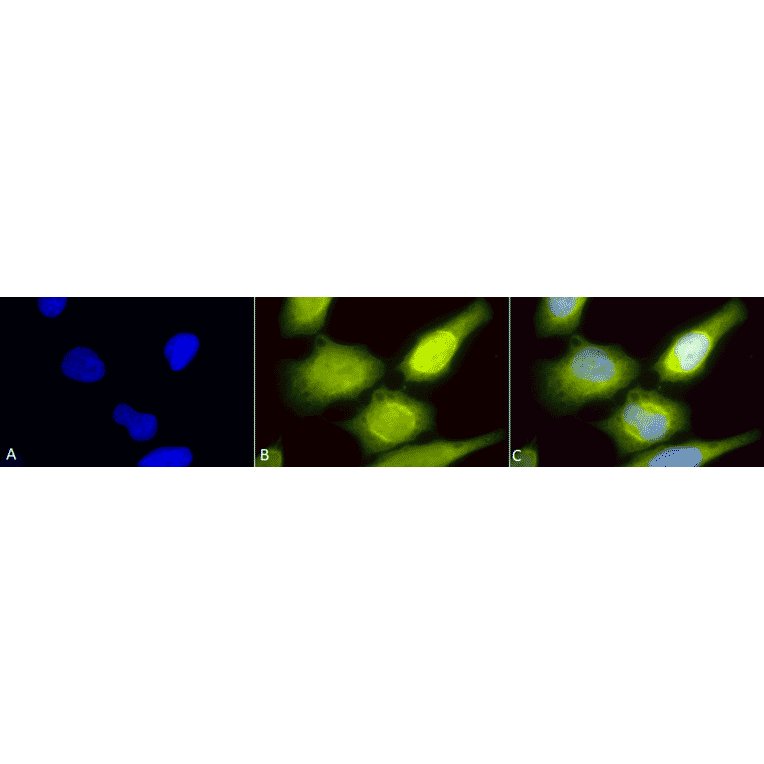 Immunocytochemistry/Immunofluorescence - Anti-AHA1 Antibody (A304995) - Antibodies.com
