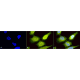 Immunocytochemistry/Immunofluorescence - Anti-AHA1 Antibody (A304995) - Antibodies.com