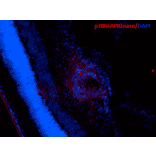 Immunohistochemistry - Anti-p38 alpha / MAPK14 Antibody [9F12] (A304996) - Antibodies.com