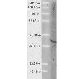 Western Blot - Anti-AHA1 Antibody [25F2.D9] (A304997) - Antibodies.com