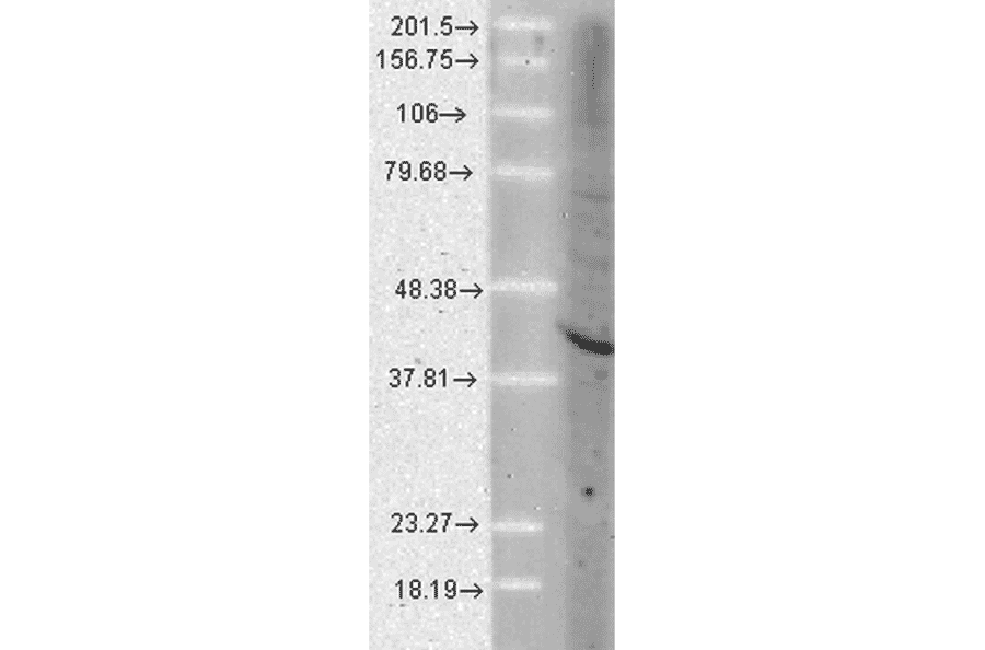 Western Blot - Anti-AHA1 Antibody [25F2.D9] (A304997) - Antibodies.com