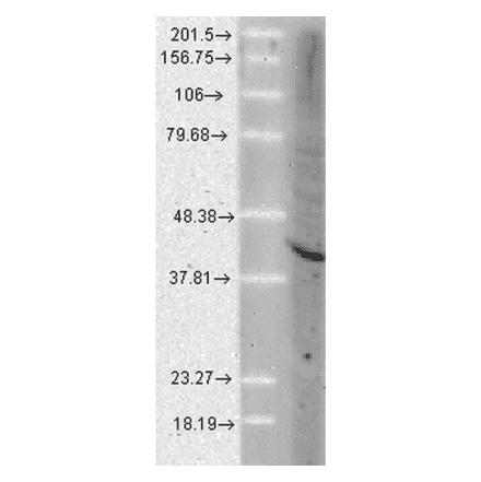 Western Blot - Anti-AHA1 Antibody [25F2.D9] (A304997) - Antibodies.com