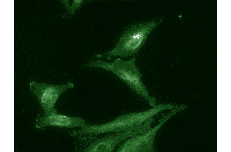 Immunocytochemistry/Immunofluorescence - Anti-AHA1 Antibody [25F2.D9] (A304997) - Antibodies.com
