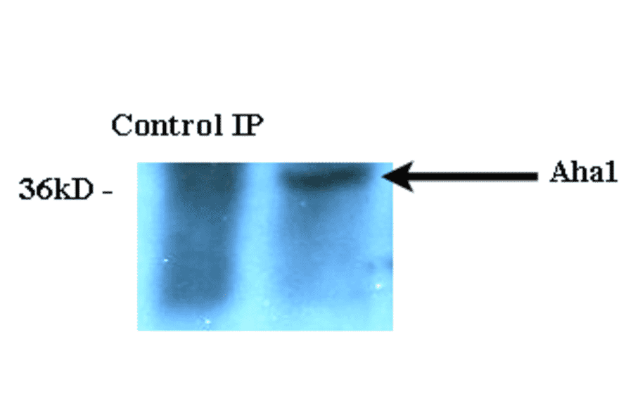Immunoprecipitation - Anti-AHA1 Antibody [25F2.D9] (A304997) - Antibodies.com