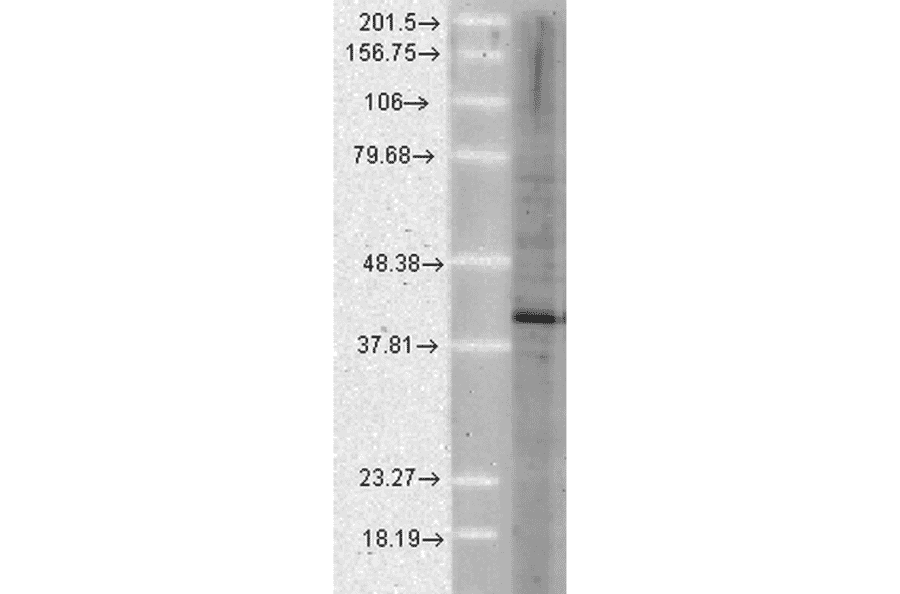 Western Blot - Anti-AHA1 Antibody [25F2.D10] (A304998) - Antibodies.com