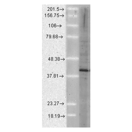 Western Blot - Anti-AHA1 Antibody [25F2.D10] (A304998) - Antibodies.com