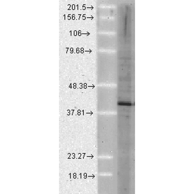 Western Blot - Anti-AHA1 Antibody [25F2.D10] (A304998) - Antibodies.com