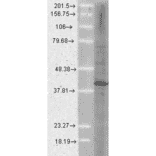 Western Blot - Anti-AHA1 Antibody [25F2.D10] (A304998) - Antibodies.com