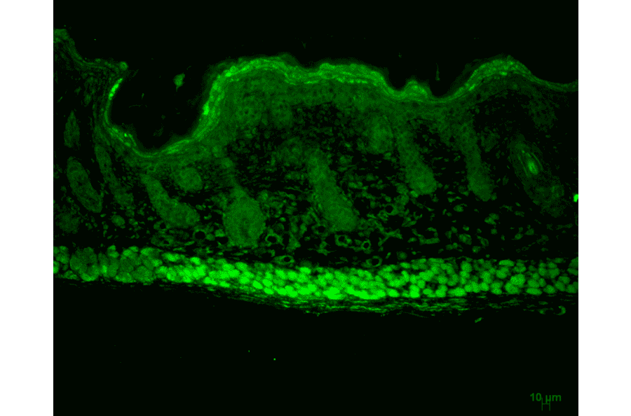 Immunohistochemistry - Anti-AHA1 Antibody [25F2.D10] (A304998) - Antibodies.com