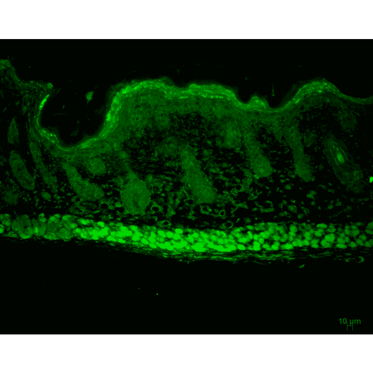 Immunohistochemistry - Anti-AHA1 Antibody [25F2.D10] (A304998) - Antibodies.com