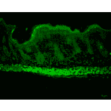 Immunohistochemistry - Anti-AHA1 Antibody [25F2.D10] (A304998) - Antibodies.com