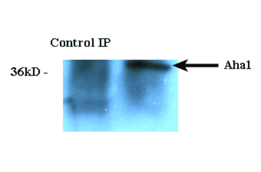 Immunoprecipitation - Anti-AHA1 Antibody [25F2.D10] (A304998) - Antibodies.com