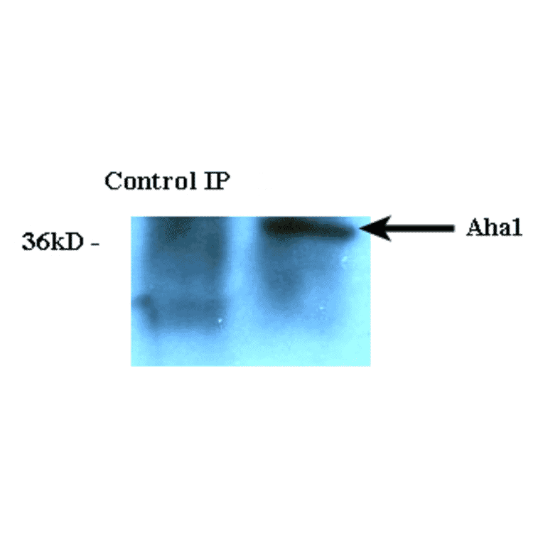 Immunoprecipitation - Anti-AHA1 Antibody [25F2.D10] (A304998) - Antibodies.com