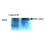 Immunoprecipitation - Anti-AHA1 Antibody [25F2.D10] (A304998) - Antibodies.com