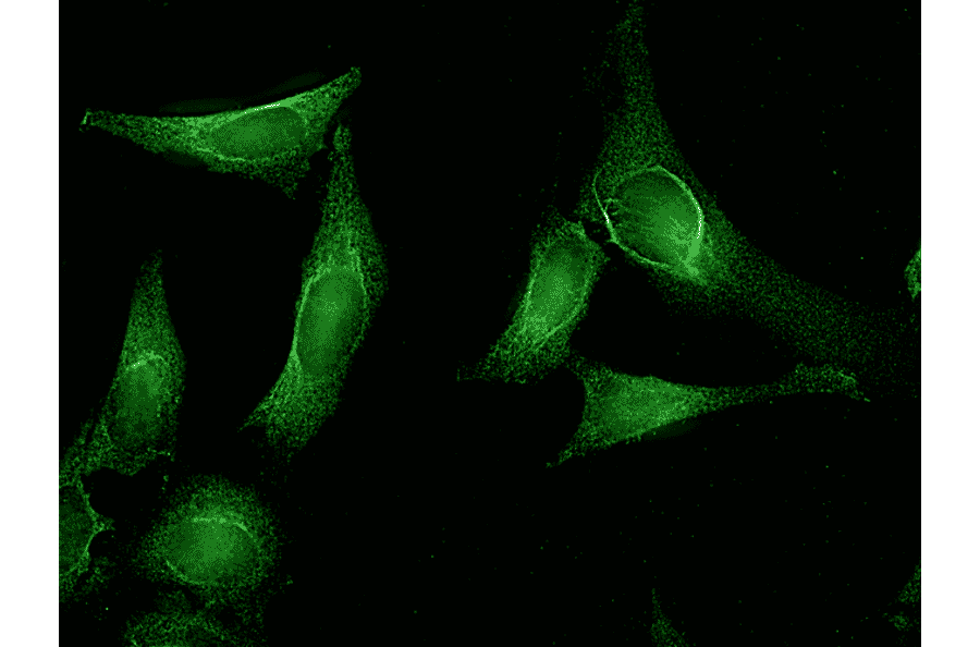 Immunocytochemistry/Immunofluorescence - Anti-AHA1 Antibody [25F2.D10] (A304998) - Antibodies.com