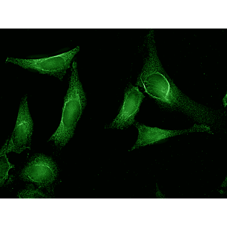 Immunocytochemistry/Immunofluorescence - Anti-AHA1 Antibody [25F2.D10] (A304998) - Antibodies.com