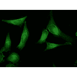 Immunocytochemistry/Immunofluorescence - Anti-AHA1 Antibody [25F2.D10] (A304998) - Antibodies.com