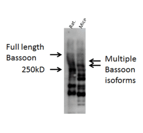 Western Blot - Anti-Bassoon Antibody (A304999) - Antibodies.com