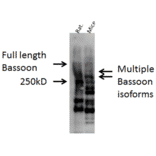 Western Blot - Anti-Bassoon Antibody (A304999) - Antibodies.com