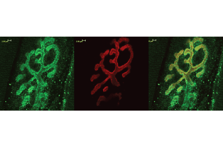 Immunohistochemistry - Anti-Bassoon Antibody (A304999) - Antibodies.com