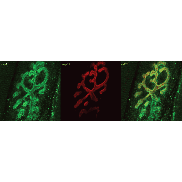 Immunohistochemistry - Anti-Bassoon Antibody (A304999) - Antibodies.com
