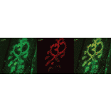 Immunohistochemistry - Anti-Bassoon Antibody (A304999) - Antibodies.com
