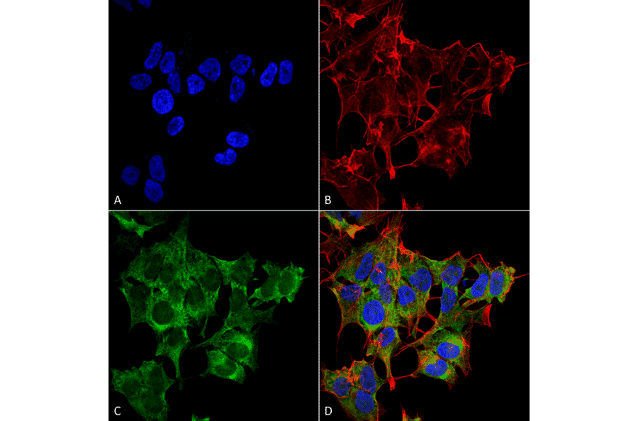 Immunocytochemistry/Immunofluorescence - Anti-ATG4A Antibody (A305000) - Antibodies.com